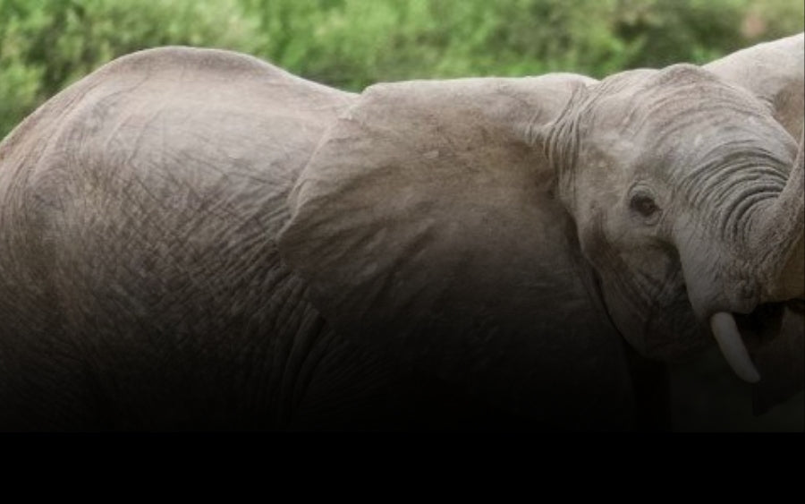 3-Day Exciting Tarangire, Ngorongoro & Manyara Adventure