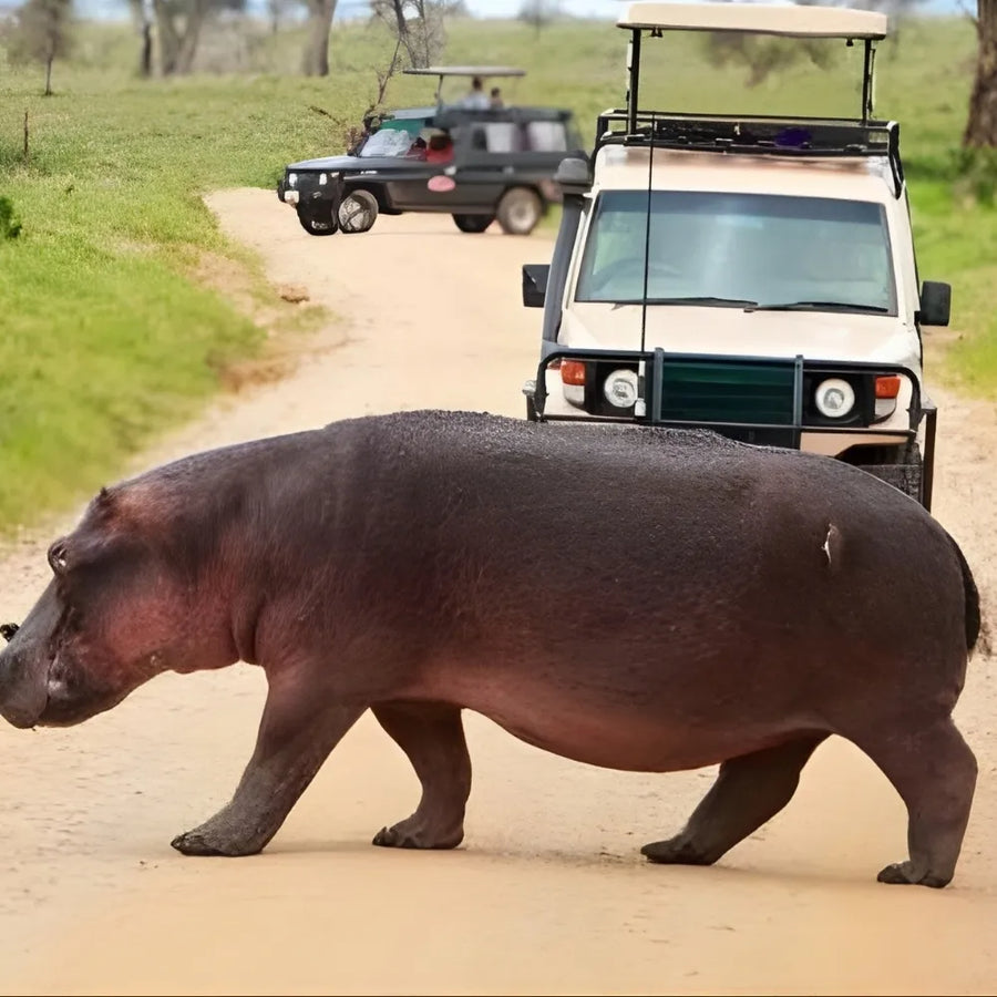 5-Day Budget Tour to Tarangire, Serengeti & Ngorongoro