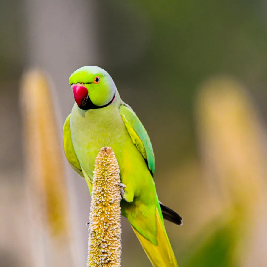 5-Day Upper Mid-Range Best of Tanzania Safari