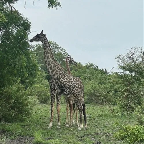 Nyerere National Park 3-day Safari Trip